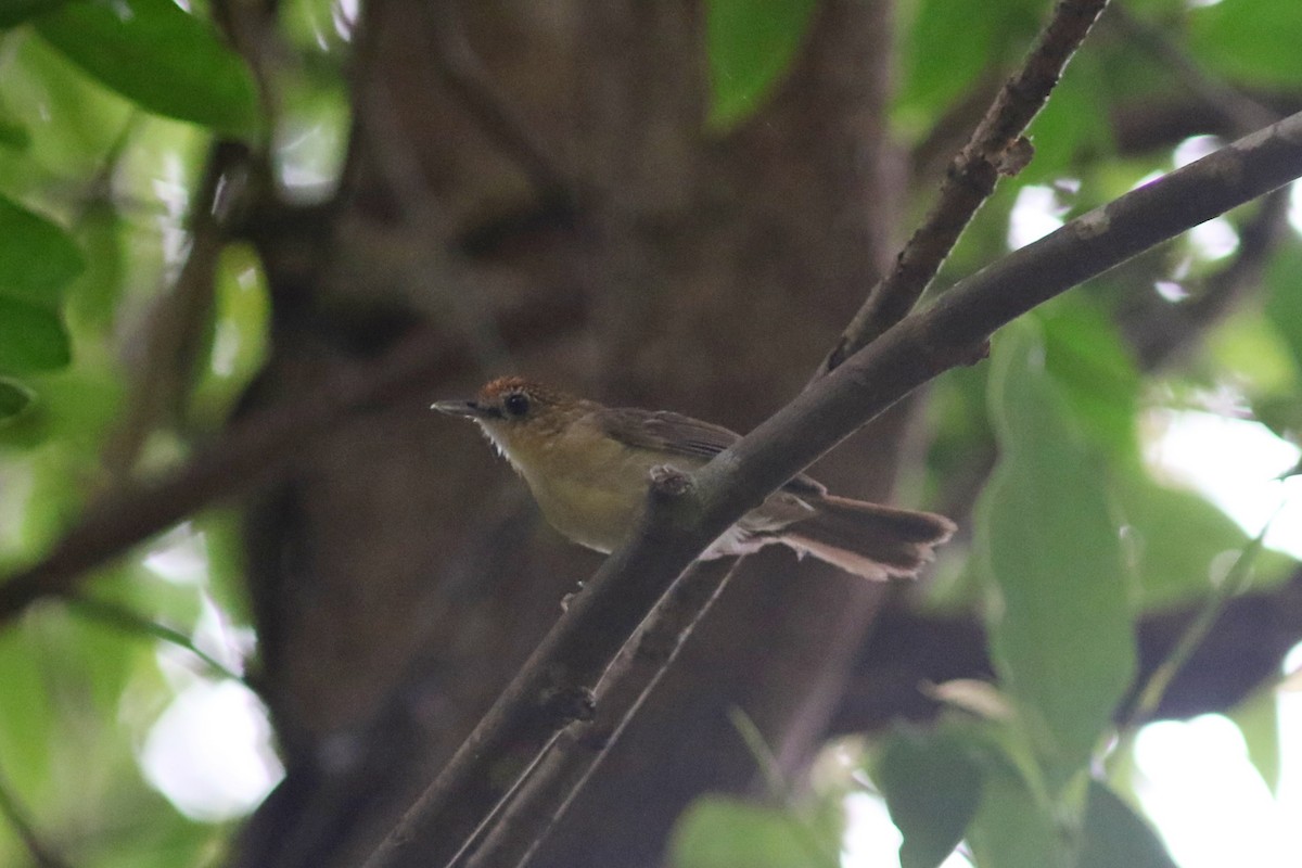 Scaly-crowned Babbler - ML637823018