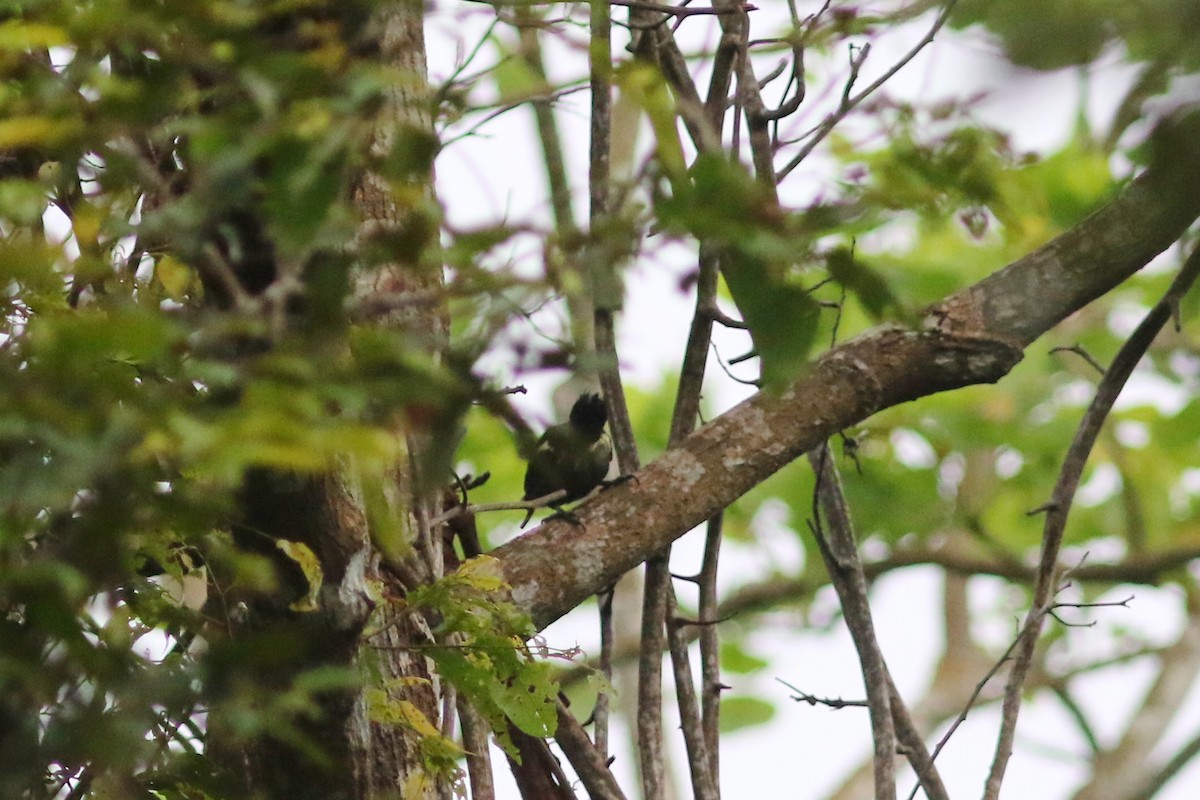 Heart-spotted Woodpecker - ML637823030