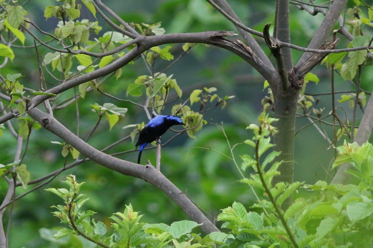 Asian Fairy-bluebird - ML637823033