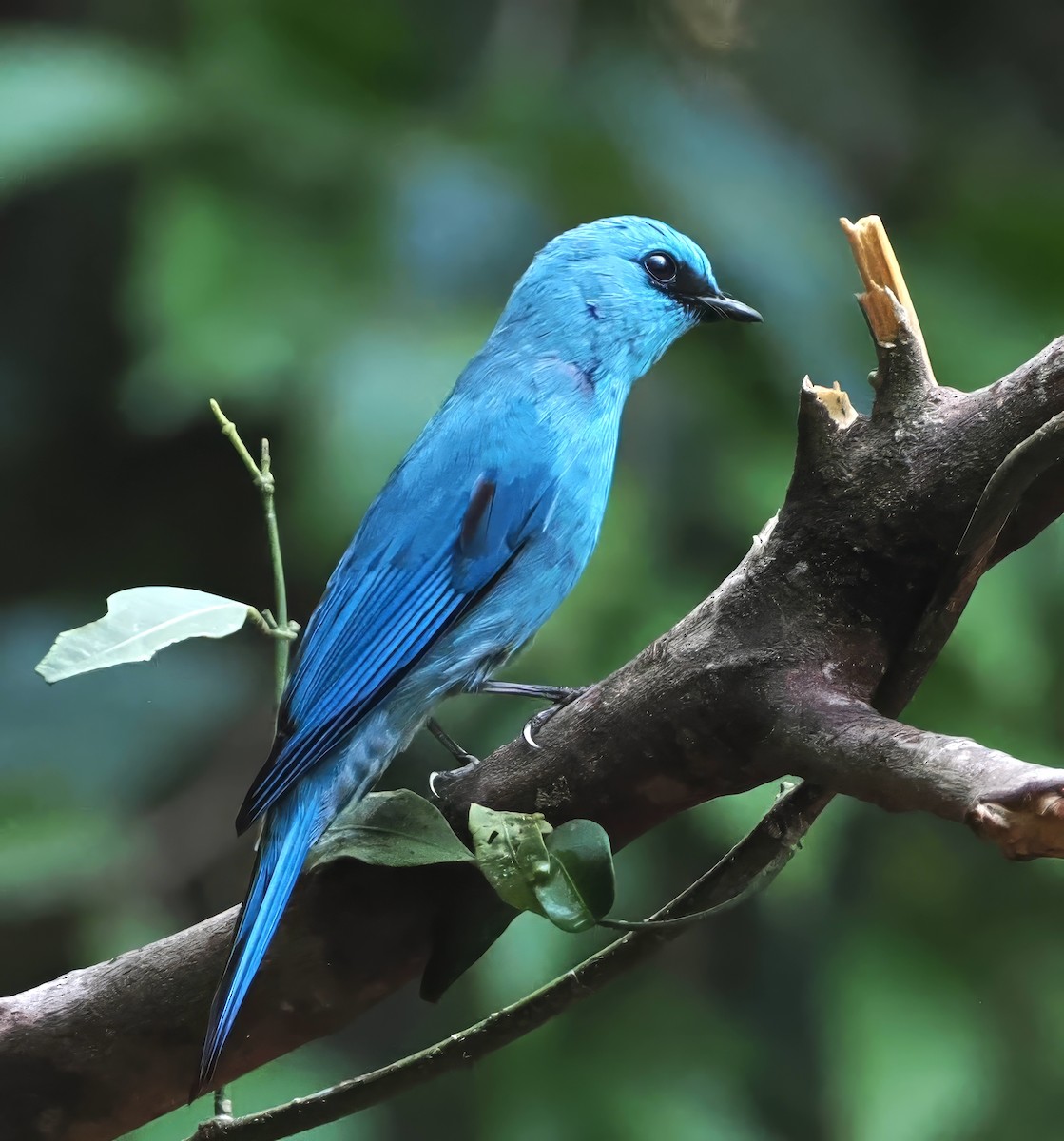 Verditer Flycatcher - ML637823034