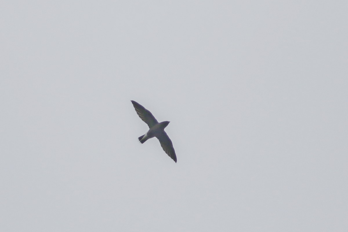 Brown-backed Needletail - ML637823040