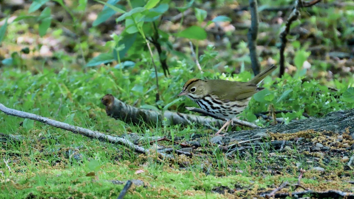 カマドムシクイ - ML637823047