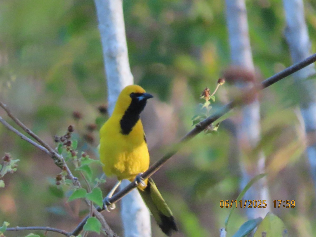 Yellow-tailed Oriole - ML637823078