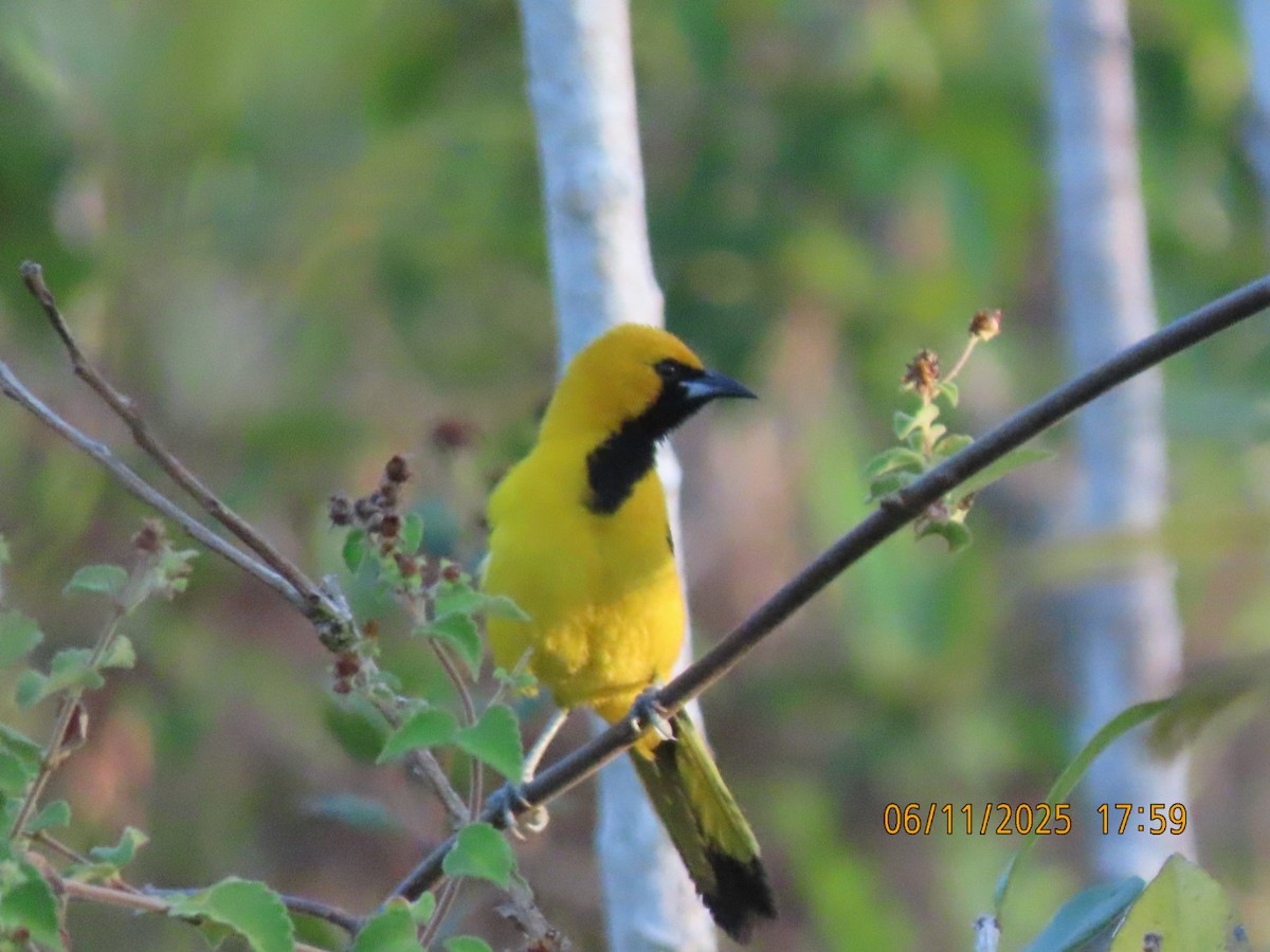 Yellow-tailed Oriole - ML637823079