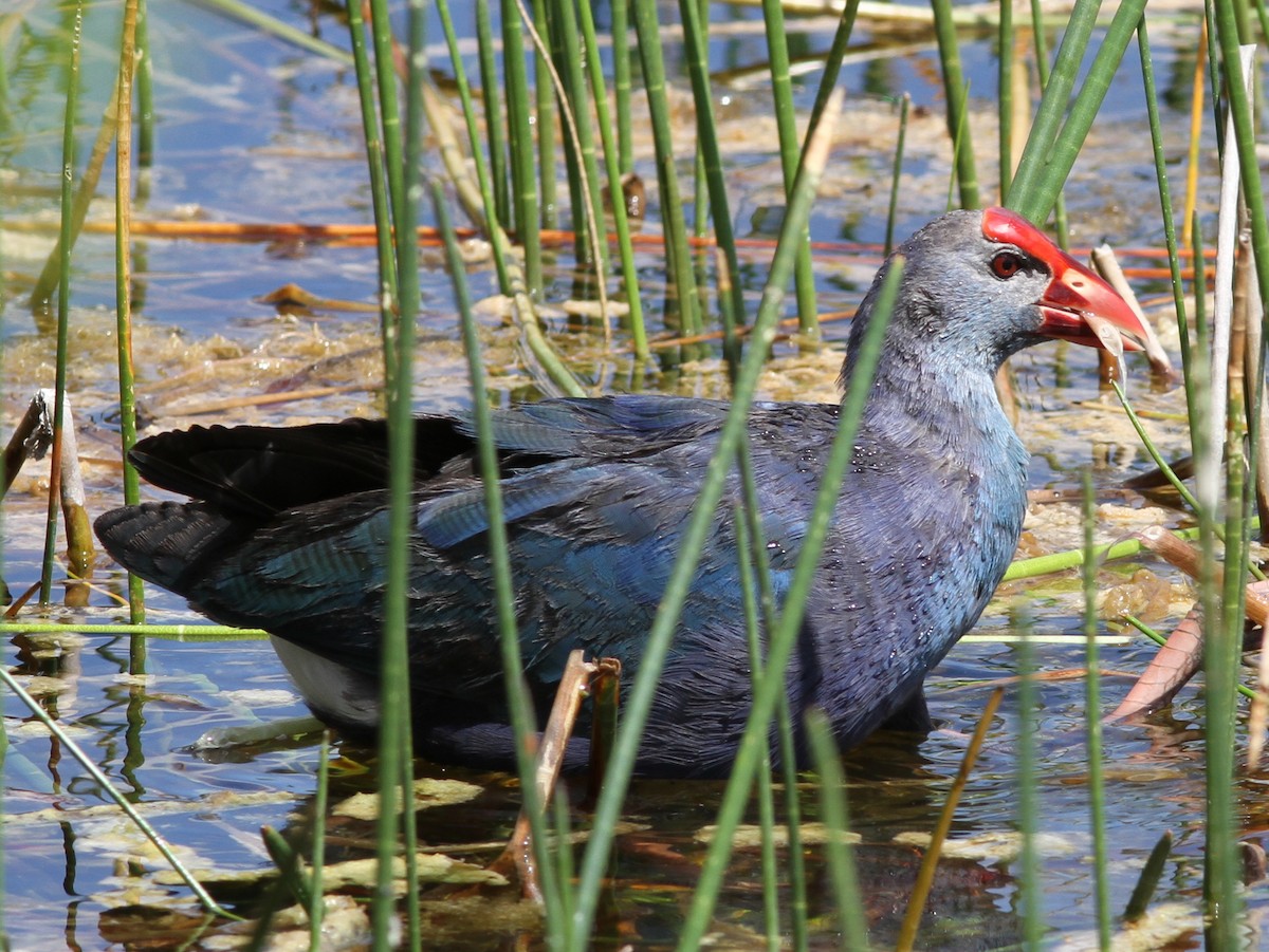 Gray-headed Swamphen - ML637823082