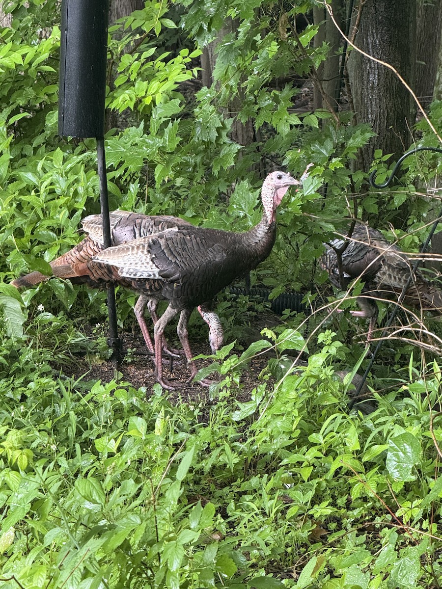 Wild Turkey - ML637823157