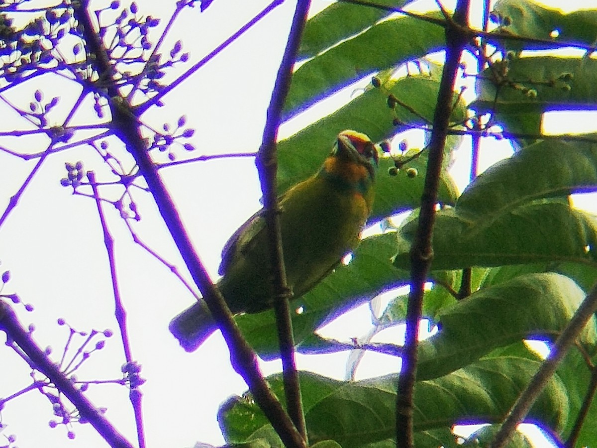 Black-browed Barbet - ML637823210