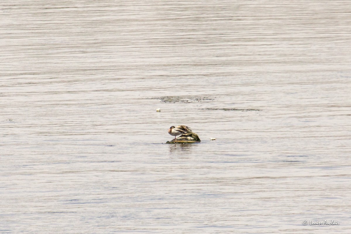 anatidé sp. (canard barboteur sp.) - ML637823239