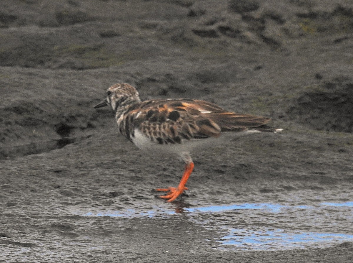 Voltapietre - ML637823272