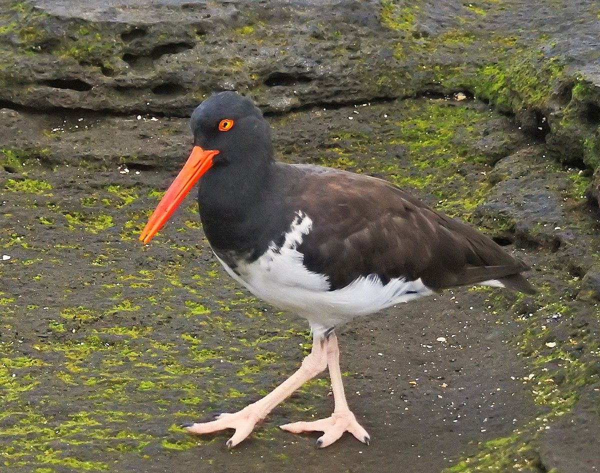 American Oystercatcher - ML637823277