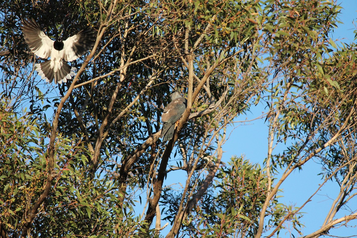 aviceda hnědohřbetá - ML637823308