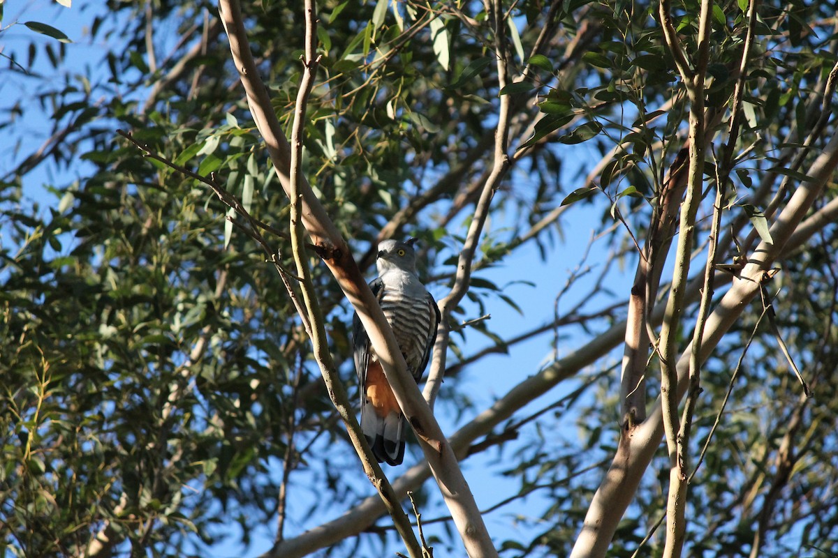 aviceda hnědohřbetá - ML637823314