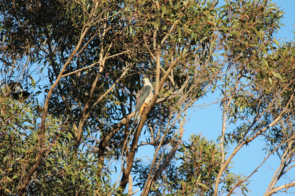 aviceda hnědohřbetá - ML637823329