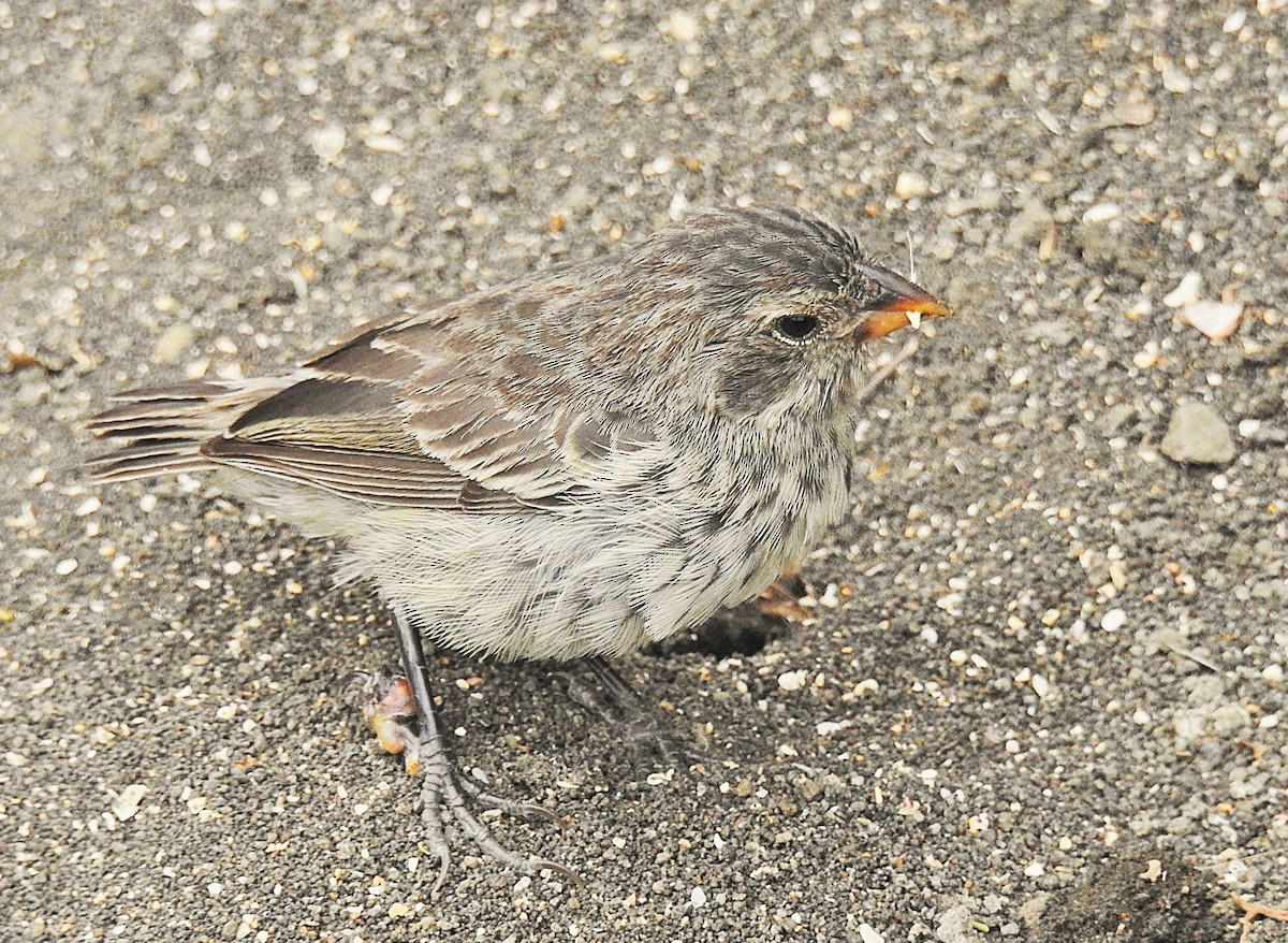Medium Ground-Finch - ML637823330