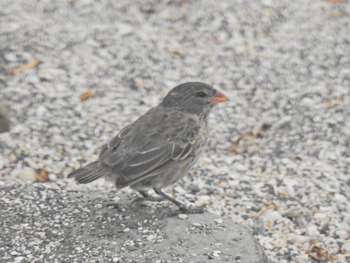 Medium Ground-Finch - ML637823331