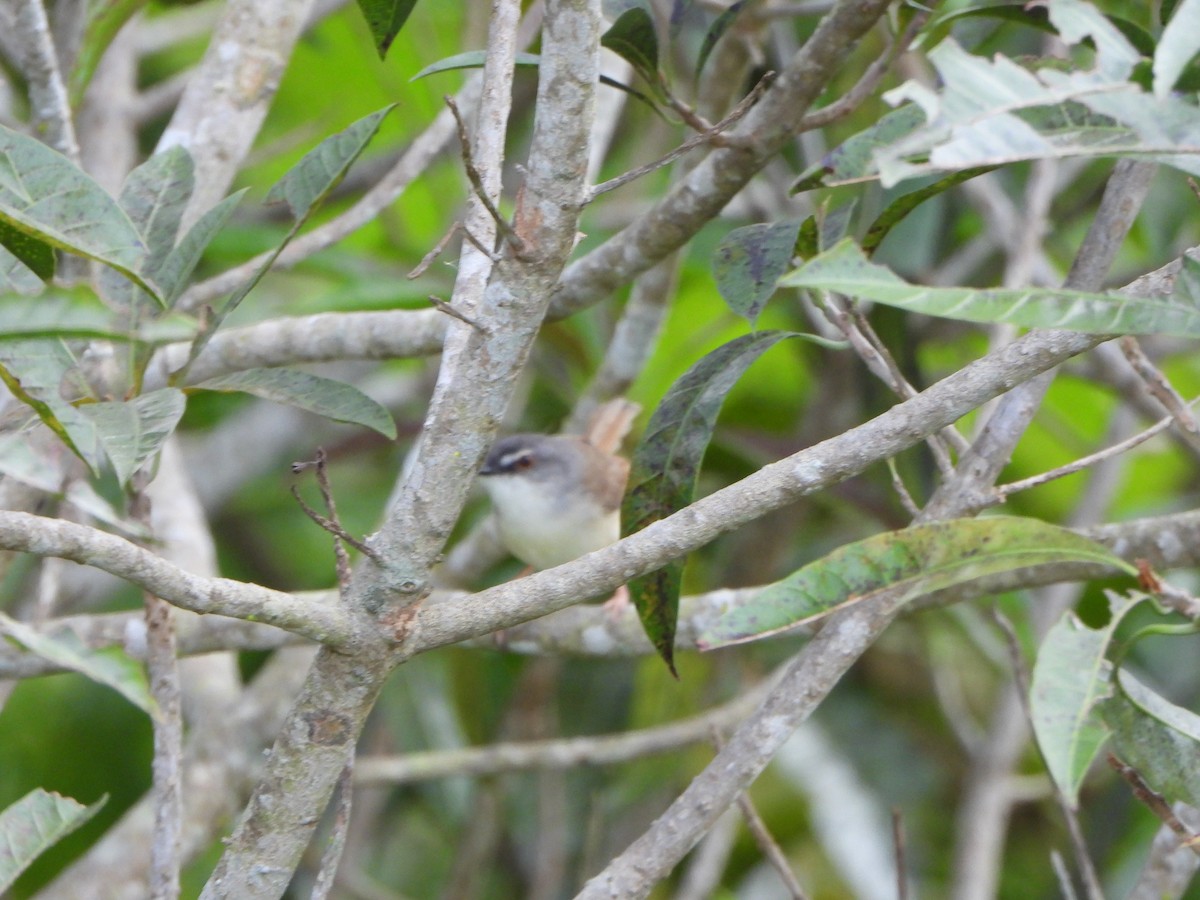 Rufescent Prinia - ML637823337