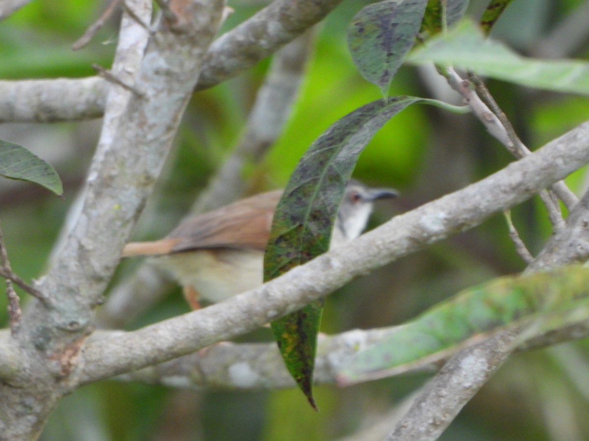 Rufescent Prinia - ML637823344