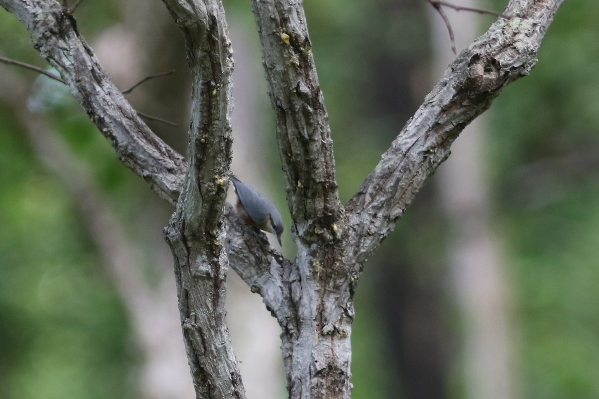Burmese Nuthatch - ML637823345