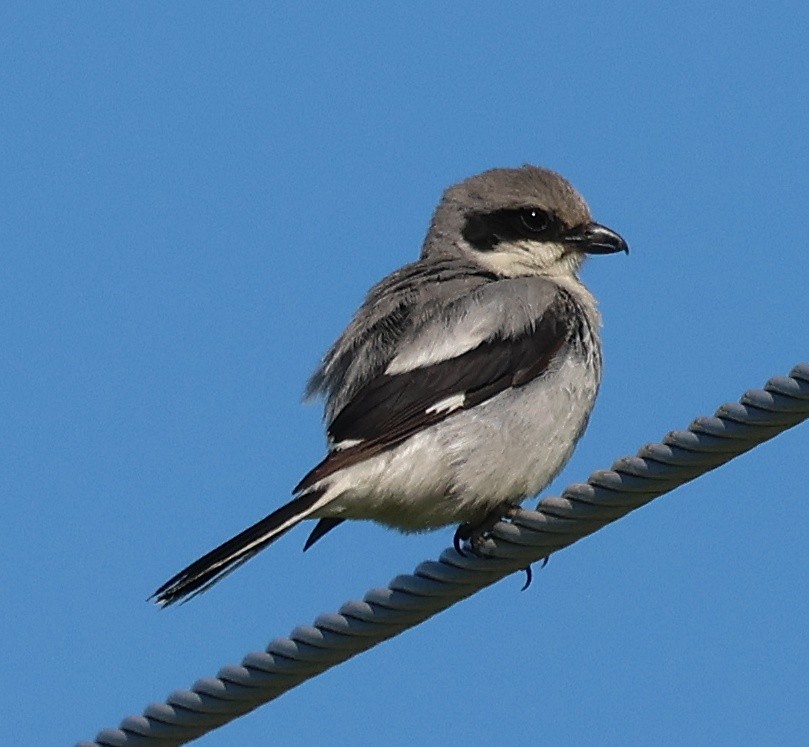 ťuhýk americký - ML637823357