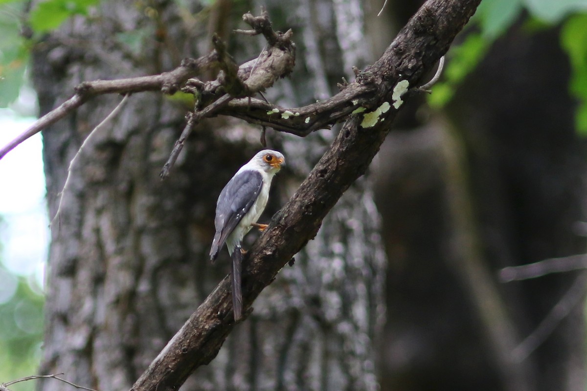 White-rumped Falcon - ML637823392