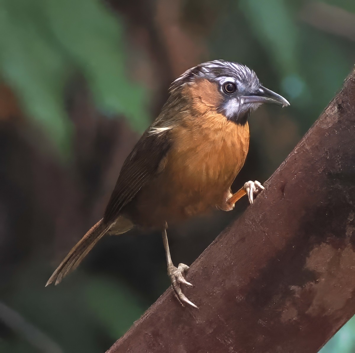 Gray-throated Babbler - ML637823397