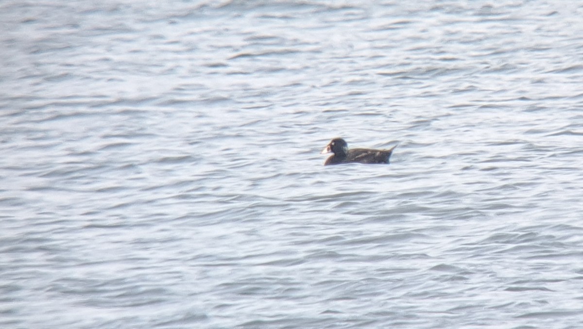 Surf Scoter - ML637823408