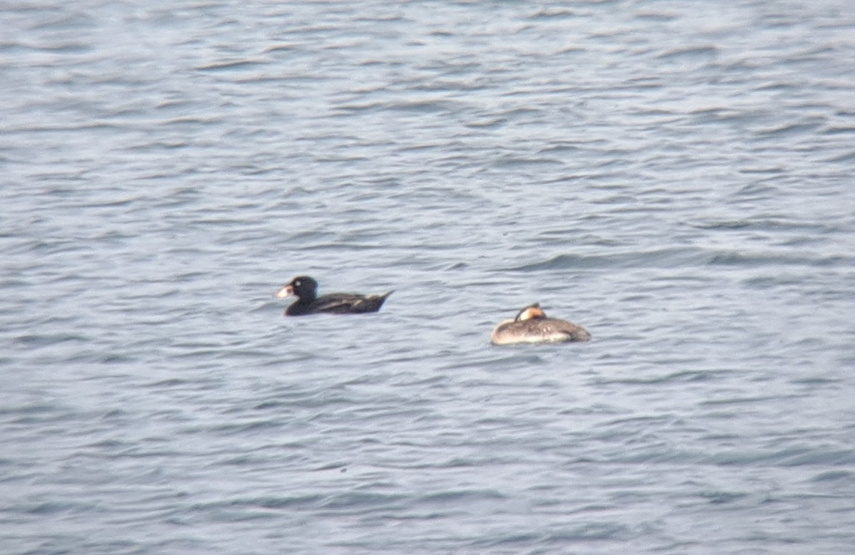 Surf Scoter - ML637823409