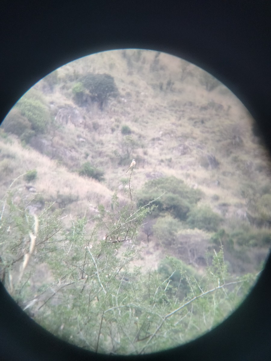 Bay-backed Shrike - ML637823442
