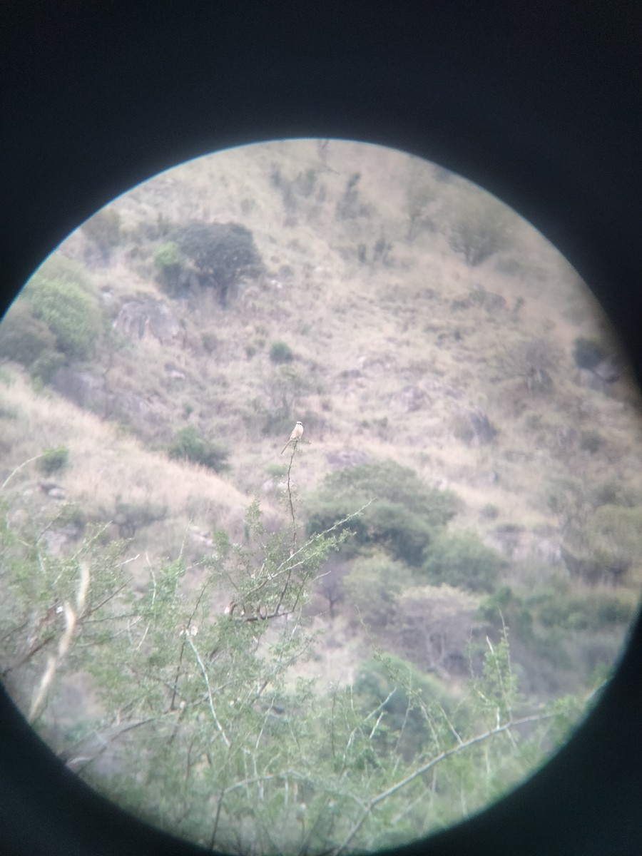 Bay-backed Shrike - ML637823443