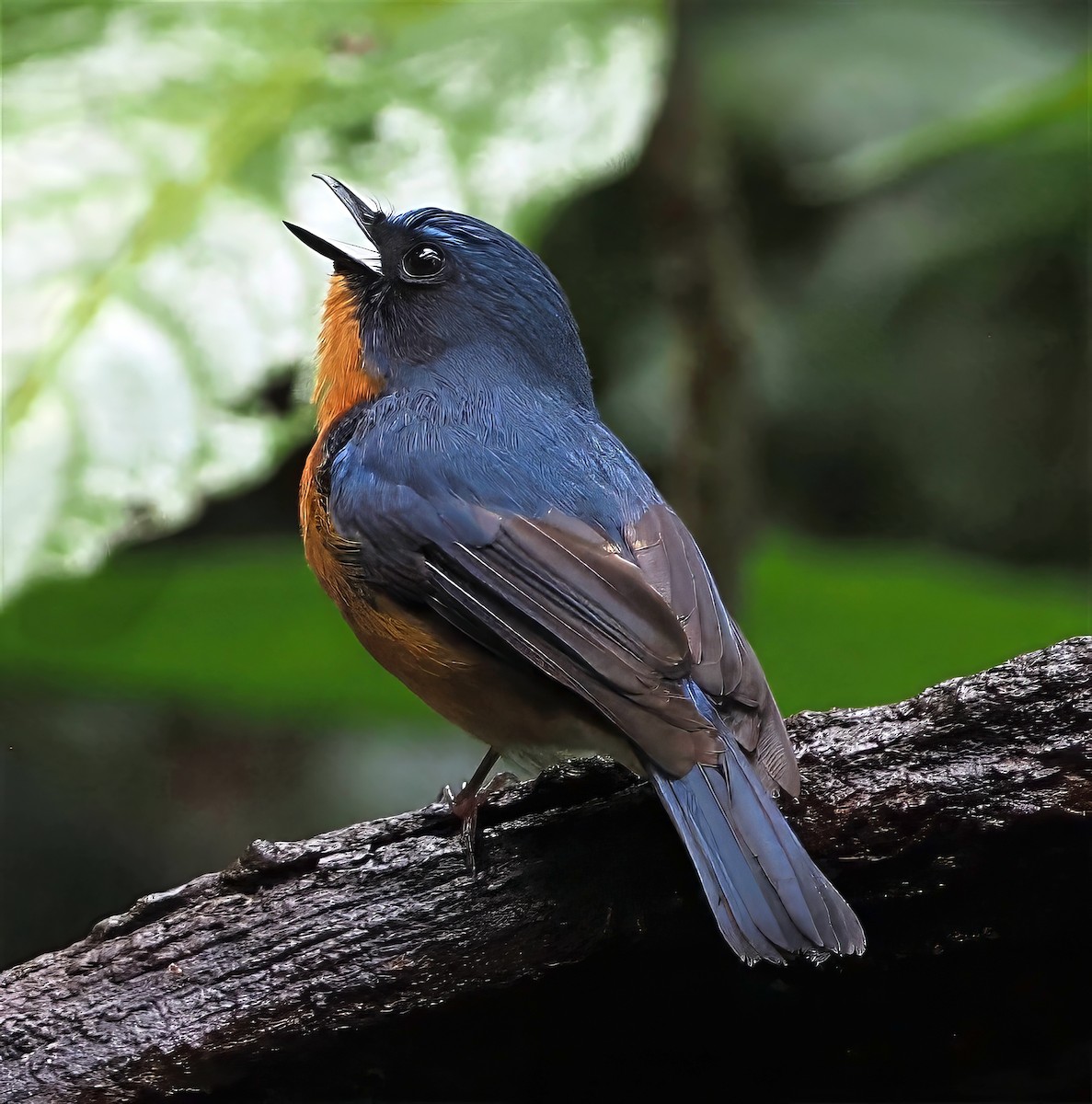 Hill Blue Flycatcher - ML637823482
