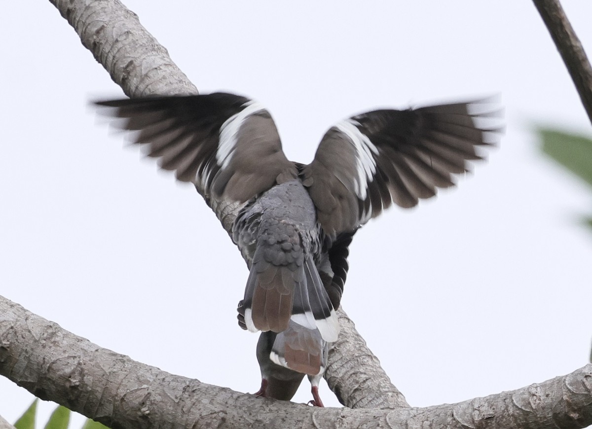White-winged Dove - ML637823500