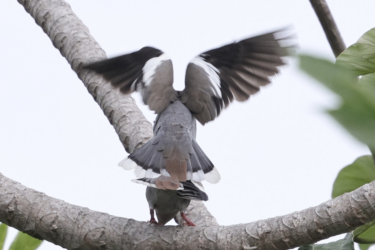 White-winged Dove - ML637823501