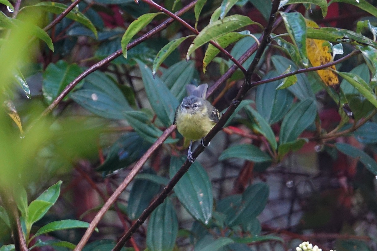 Sulphur-bellied Tyrannulet - ML637823505