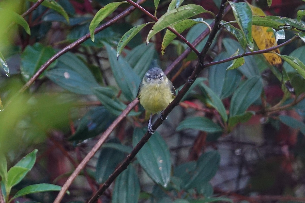 Sulphur-bellied Tyrannulet - ML637823506