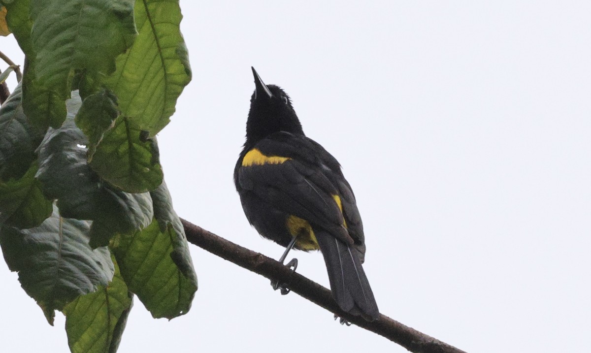 Puerto Rican Oriole - ML637823507