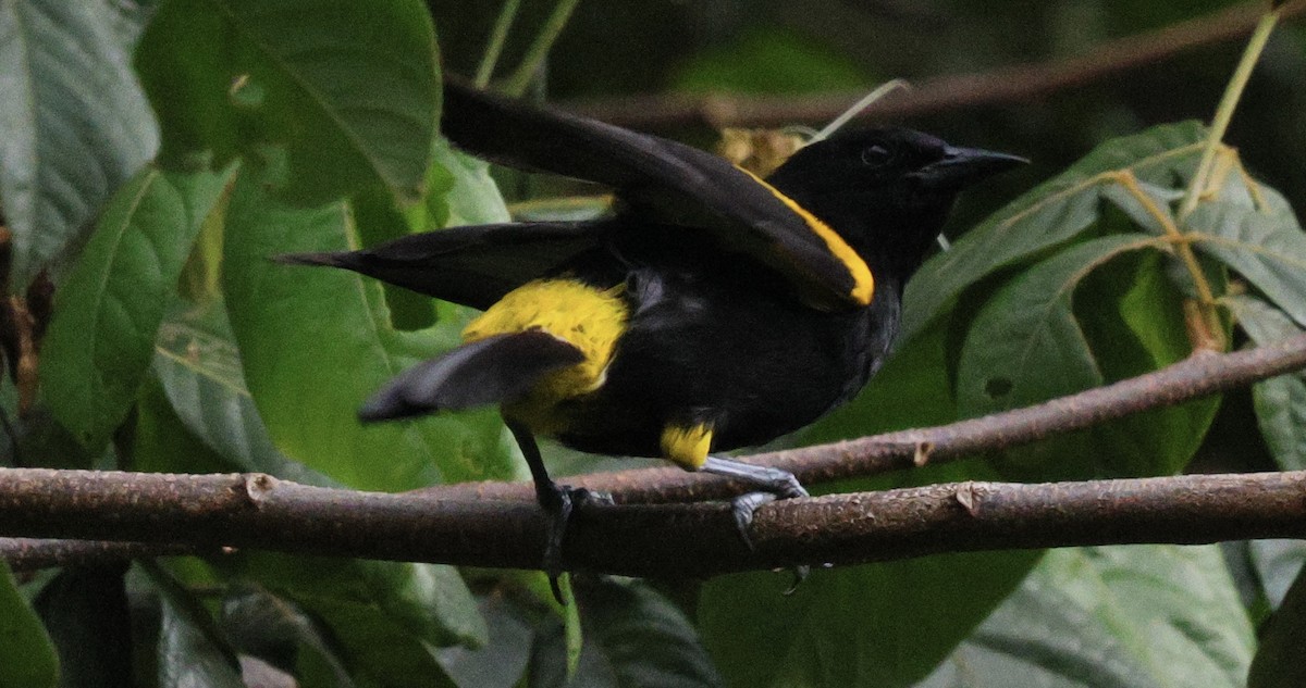 Puerto Rican Oriole - ML637823508