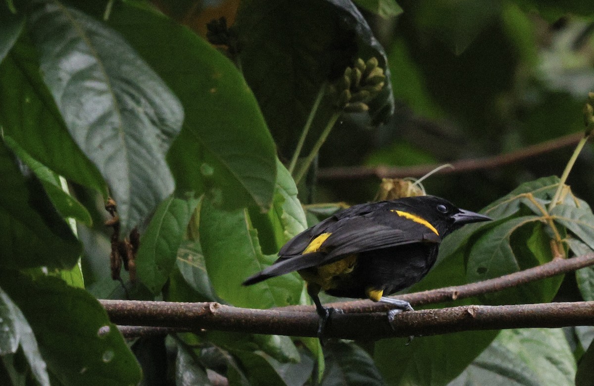 Puerto Rican Oriole - ML637823509