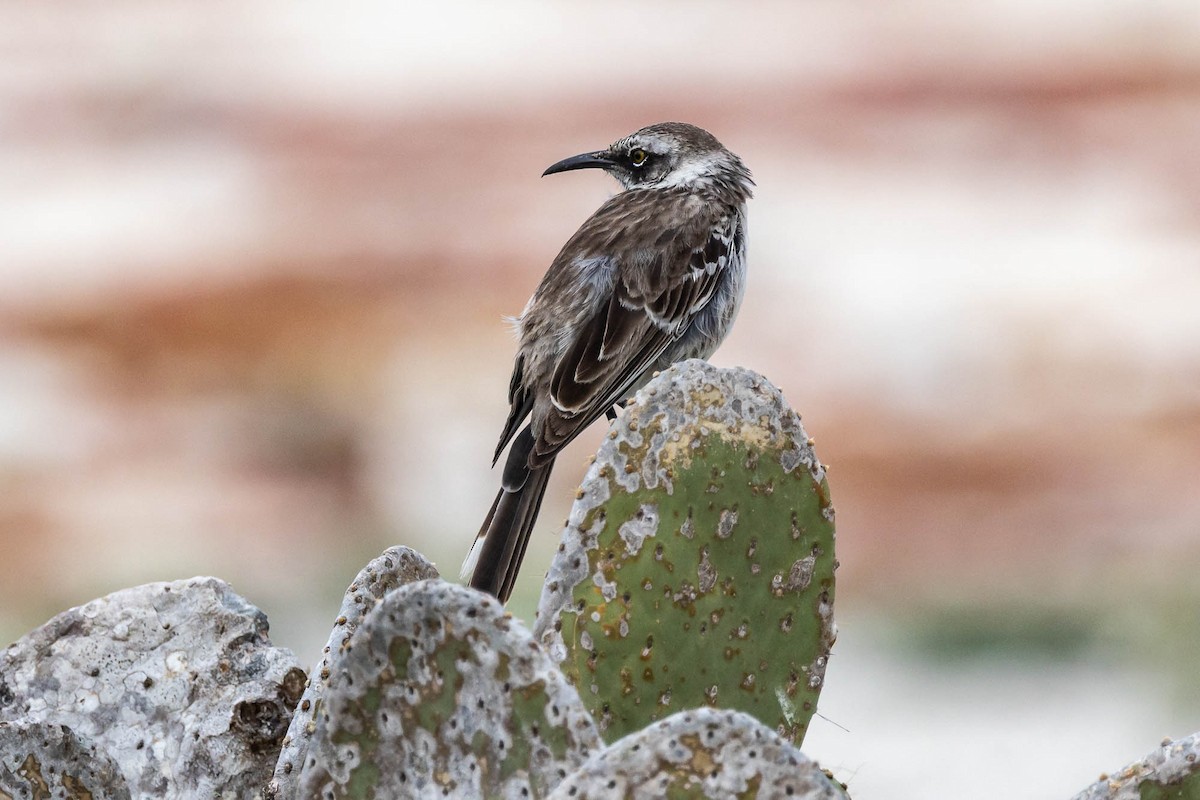 Galapagos Mockingbird - ML637823630