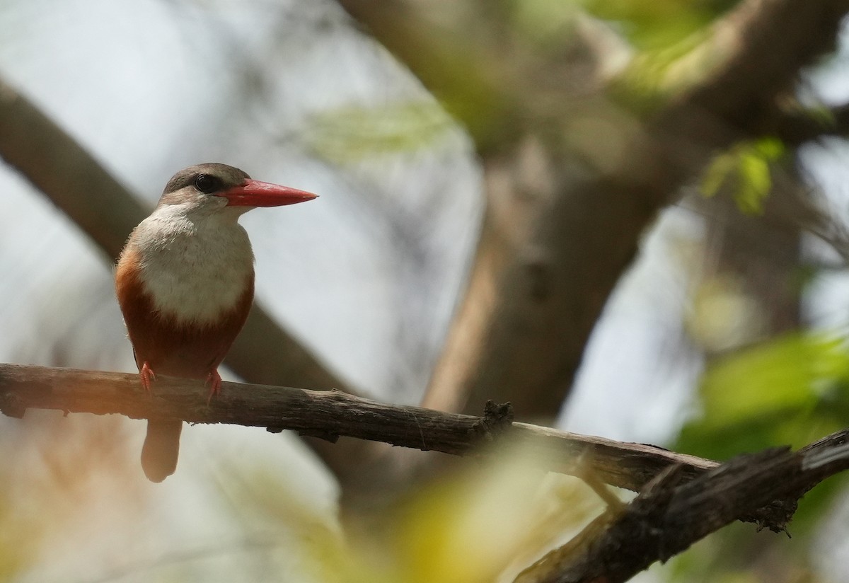 Gray-headed Kingfisher - ML637823653