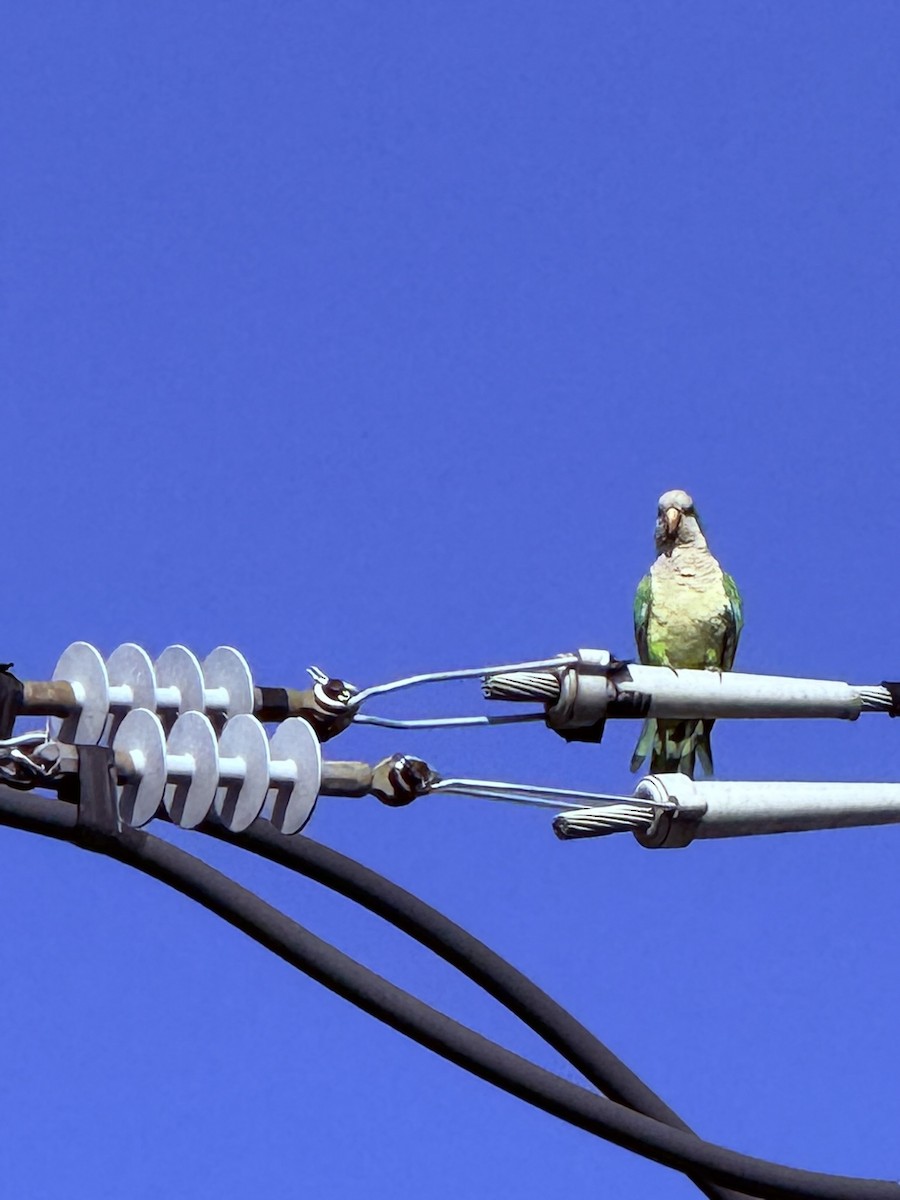 Monk Parakeet - ML637823681