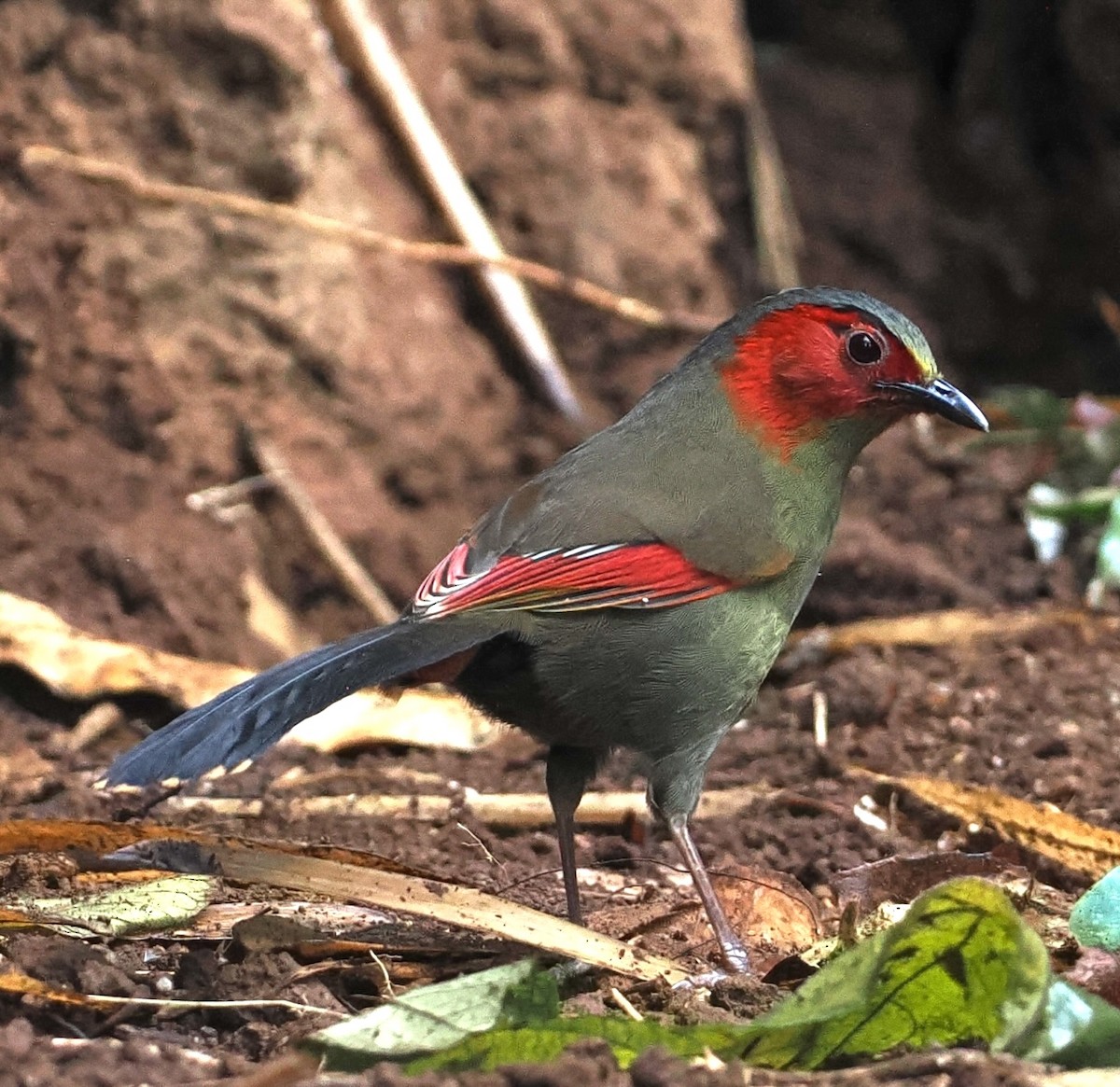 Scarlet-faced Liocichla - ML637823701