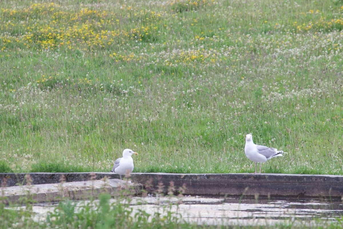 European Herring Gull - ML637823704
