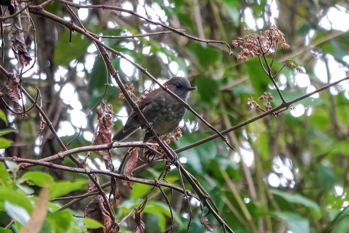 Black-billed Nightingale-Thrush - ML637823731