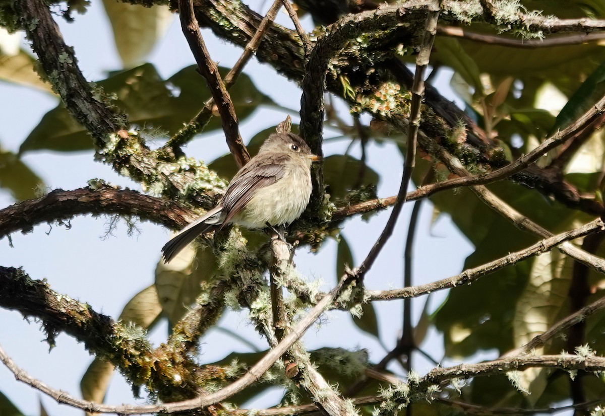 Black-capped Flycatcher - ML637823738