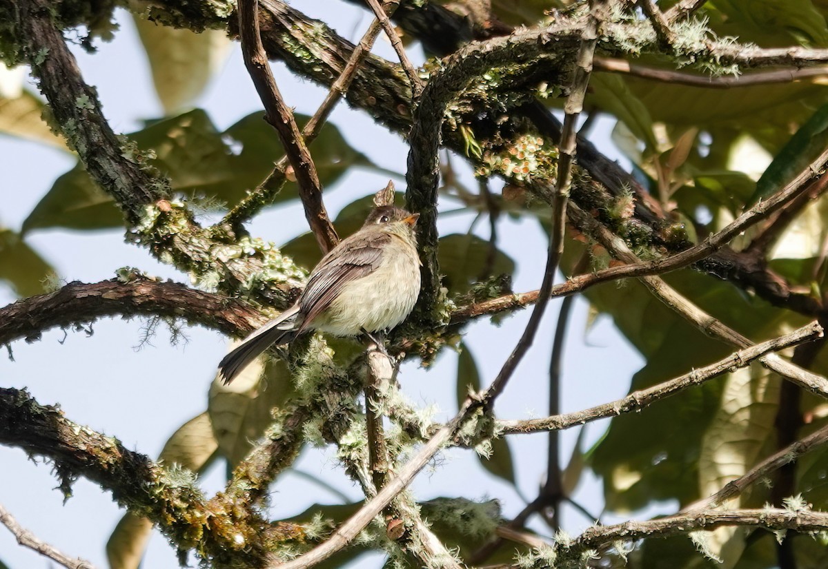 Black-capped Flycatcher - ML637823748
