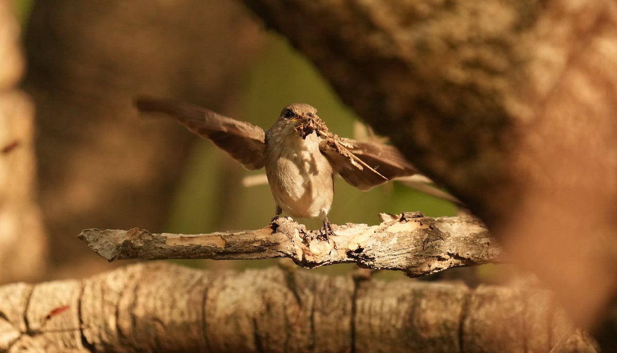 Swamp Flycatcher - ML637823779