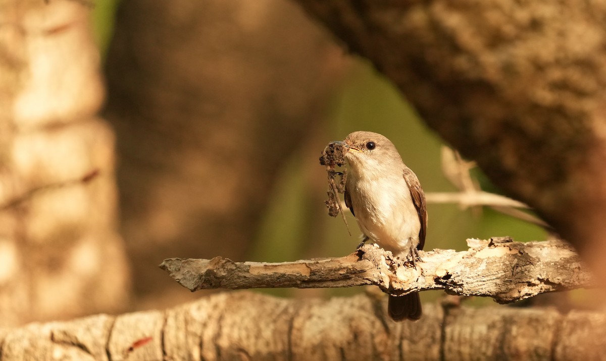 Swamp Flycatcher - ML637823807