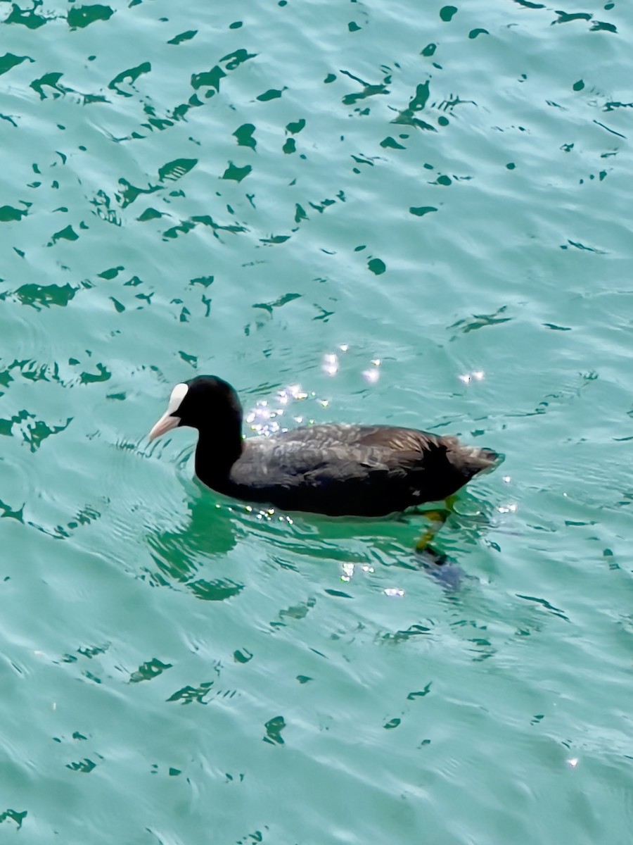 Eurasian Coot - ML637823827