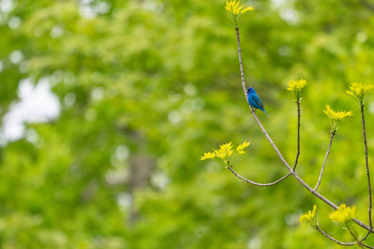 Indigo Bunting - ML637823877