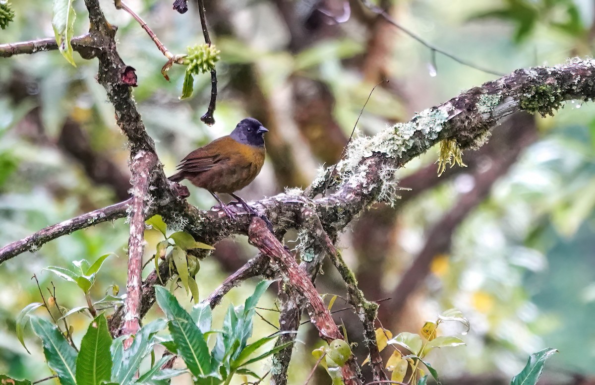 Large-footed Finch - ML637823880